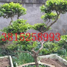 吳中區光福宏圖苗木經營部 供應產品